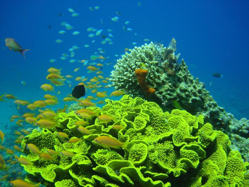 Hotel Red Sea Dive Center Akaba Exteriér fotografie