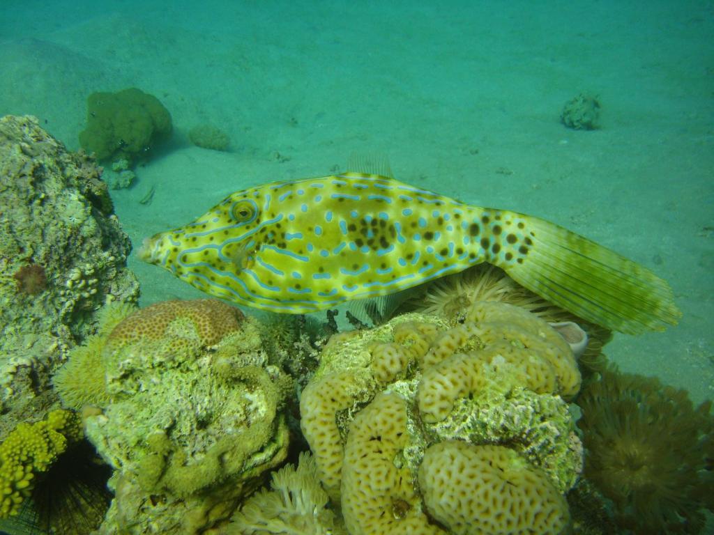 Hotel Red Sea Dive Center Akaba Exteriér fotografie