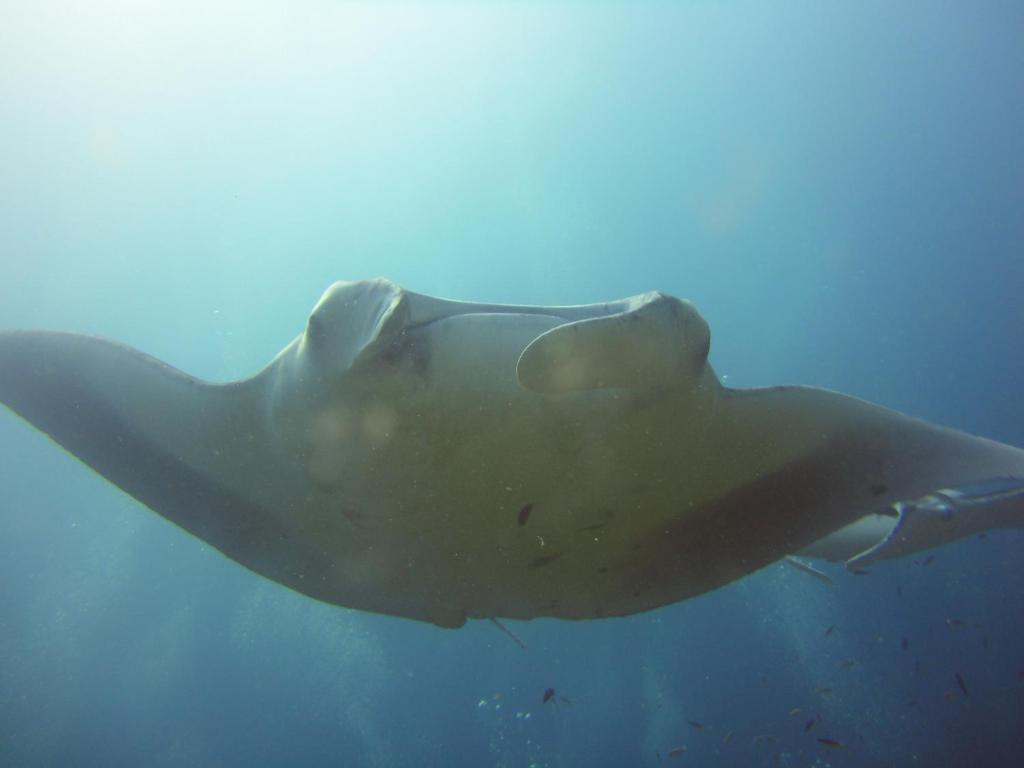 Hotel Red Sea Dive Center Akaba Exteriér fotografie