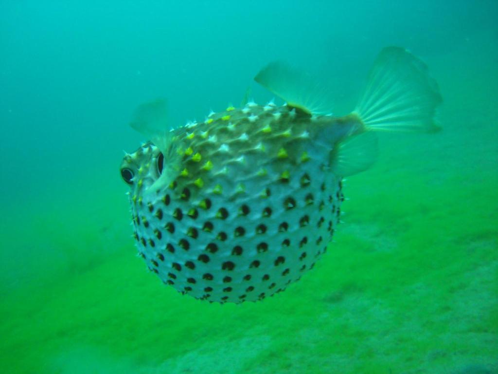 Hotel Red Sea Dive Center Akaba Exteriér fotografie