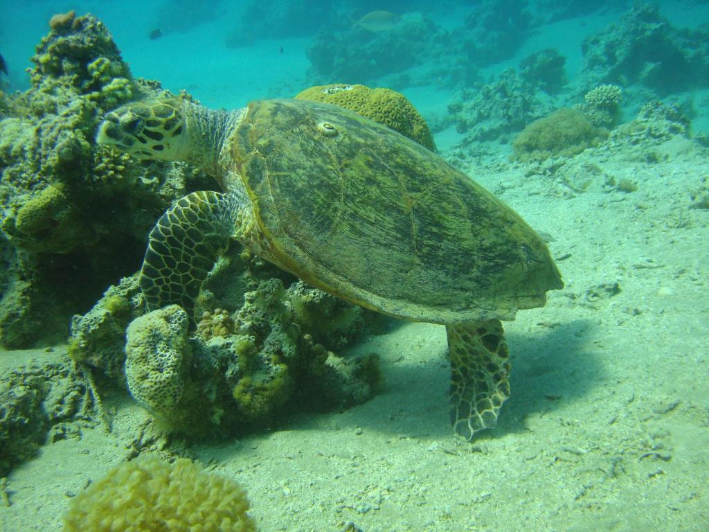 Hotel Red Sea Dive Center Akaba Exteriér fotografie