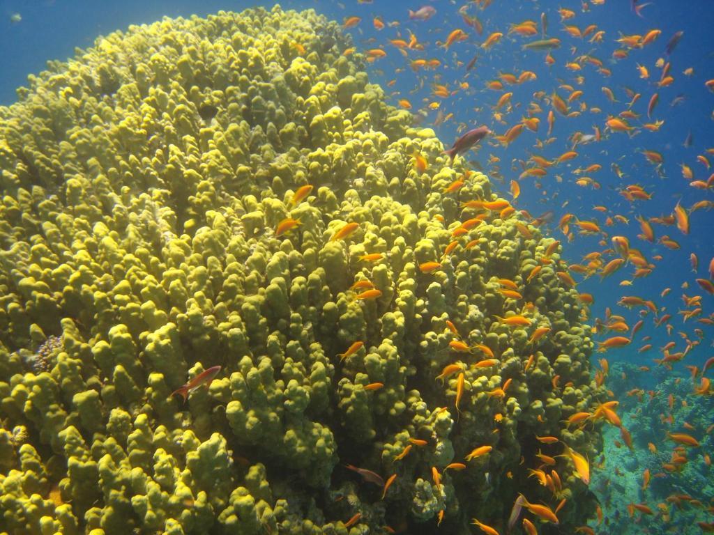 Hotel Red Sea Dive Center Akaba Exteriér fotografie