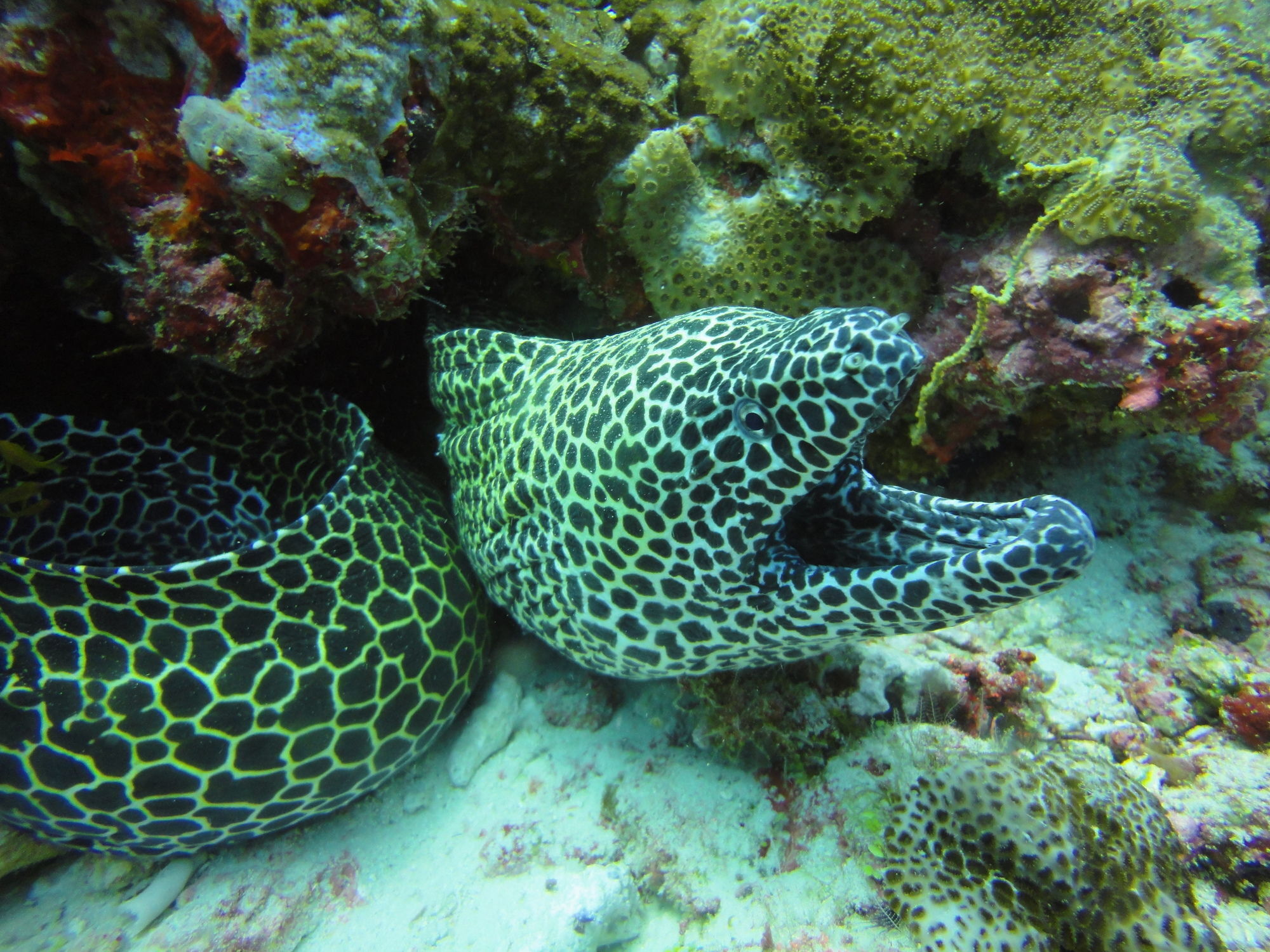 Hotel Red Sea Dive Center Akaba Exteriér fotografie